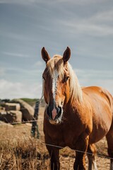 Vertical portrait of a brown horse behind a fence in a field