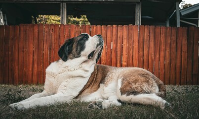 Fototapeta na wymiar View of a beautiful Giant Saint Bernard dog laying in the grass