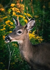 Vertical shot of a beautiful buck in the nature