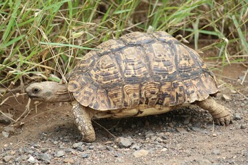 Closeup of the leopard tortoise (Stigmochelys pardalis) stepping over small stones near the grass