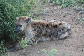 Closeup of the spotted hyena (Crocuta crocuta) lying on the ground near the bush during the daytime