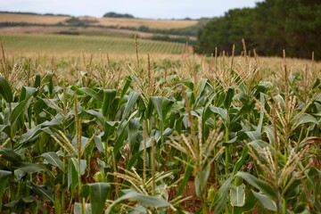 Beautiful view of a corn field.