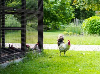 Rooster standing next to the chicken coop with chickens, in a rural farm, on a sunny day © Alex Co/Wirestock Creators