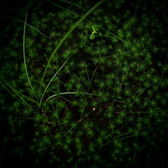 Fototapeta na wymiar Texture of green grass growing in the field