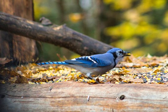 Closeup shot of a blue jay bird in Parc Omega in Notre-Dame-de-Bonsecours in Quebec, Canada
