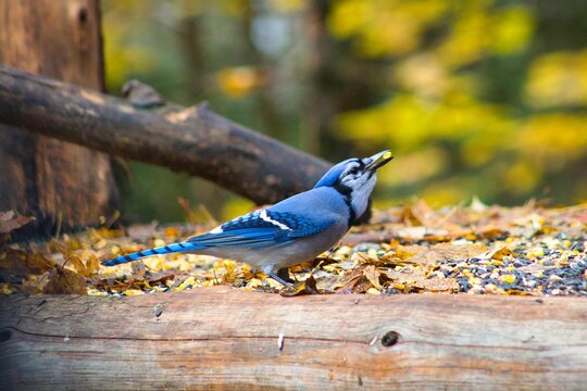 Closeup shot of a blue jay bird in Parc Omega in Notre-Dame-de-Bonsecours in Quebec, Canada