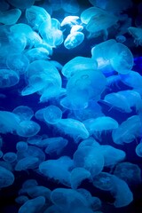 Swarm of translucent jellyfish in a dark aquarium lit by bright blue lights
