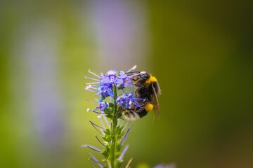 Closeup shot of a small honeybee near the blue flower