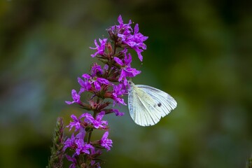 Closeup shot of a cabbage white near the purple flower