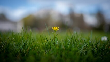 Selective focus shot of Lesser celandine flower in the field with blur background