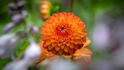 Shallow focus shot of an orange dahlia flower in the garden with blur background