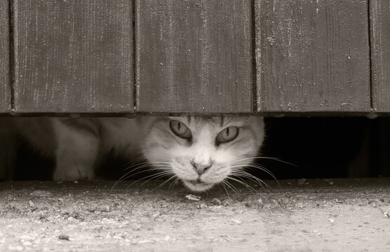 Selective focus shot of a Maltese cat peeking out of a wooden door crack