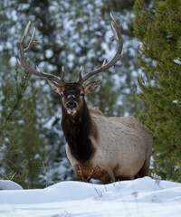 Beautiful rocky mountain elk walking around in a snowy forest on a cold winter day