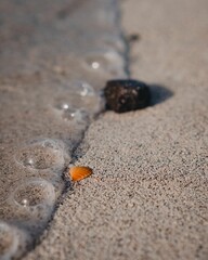 Closeup of a tiny shell on the sand of a shore with seafoam on the side