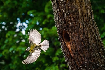 Low angle shot of a Eurasian blue tit flying in a forest with a blurry background