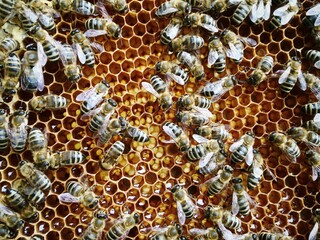 Closeup of honey bees on the honeycomb outdoors in the daylight