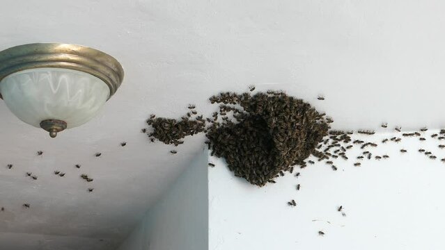 thousands of bees nesting in a house