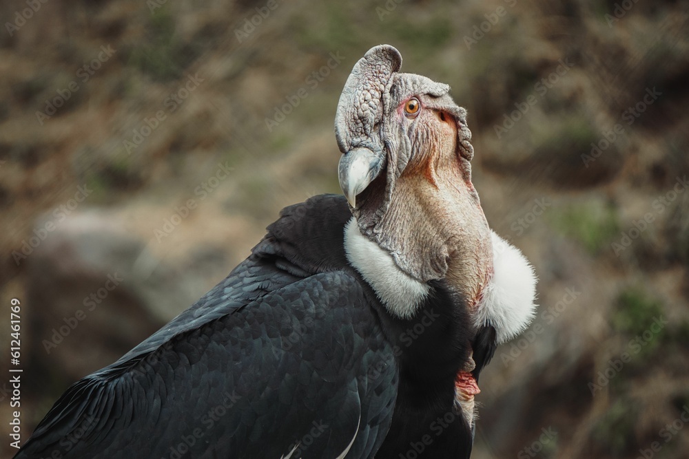 Poster Closeup of a beautiful big condor in a forest with blurred background