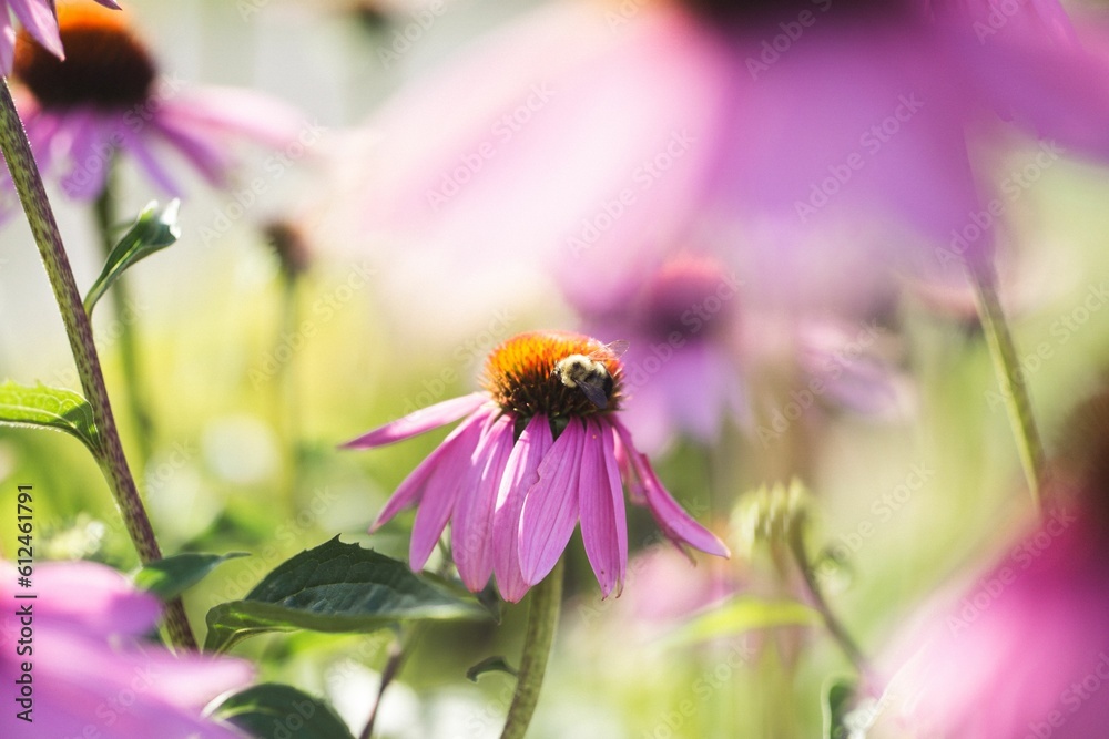 Poster Closeup of beautiful Coneflower (echinacea) growing in a garden