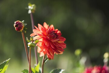 Closeup of a beautiful Dahlia flower growing in a garden with blurred background