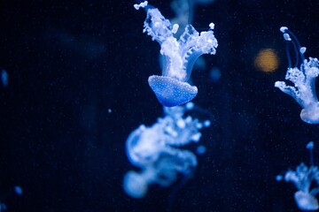 Closeup of beautiful small jellyfish in a deep water © Ariel Photo/Wirestock Creators