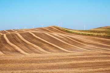 Fototapeta premium Beautiful view of wind turbines on a wheat field during a sunset