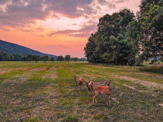 White-tailed deer (Odocoileus virginianus) in the meadow at sunset