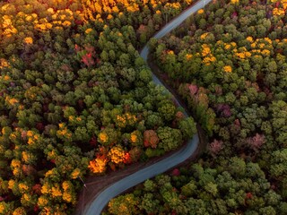 Aerial drone shot of the beautiful autumn trees surrounding the curvy road