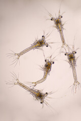 White shrimp. Zoea stage of Vannamei in light microscope, Shrimp larvae under a microscope, Nauplius, zoea, Larvae, Background.