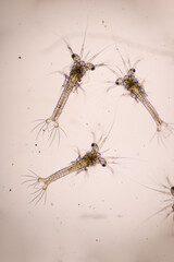 White shrimp. Zoea stage of Vannamei in light microscope, Shrimp larvae under a microscope, Nauplius, zoea, Larvae, Background.