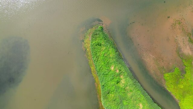 Drone view of a beautiful forest near the lake in Biesbosch, Netherlands
