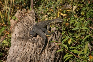 Closeup of a Spotted Monitor perched on a tree trunk