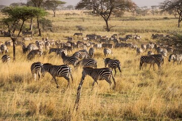 Closeup of a group of zebras in a yellow field