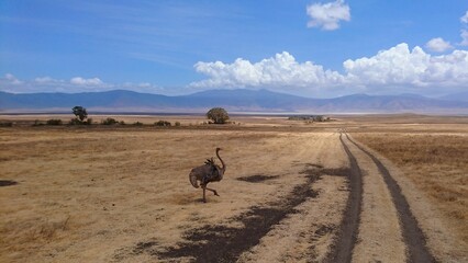 Closeup of a Syrian ostrich walking in the yellow field against the blue sunny sky