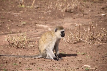 Closeup of a baby monkey on the earthy ground on a sunny day