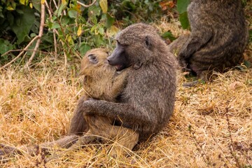 Closeup of a baboon with its baby on the grass