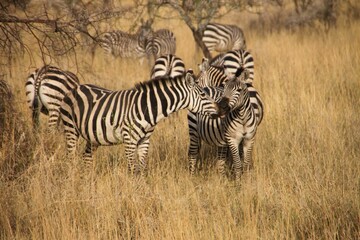 Closeup of a group of zebras in a yellow field