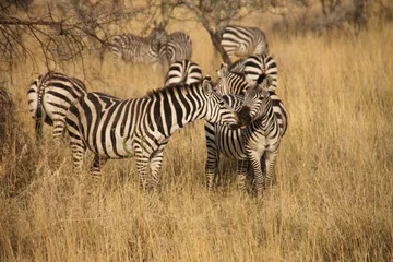 Foto op Canvas Closeup of a group of zebras in a yellow field © Stoncks1/Wirestock Creators