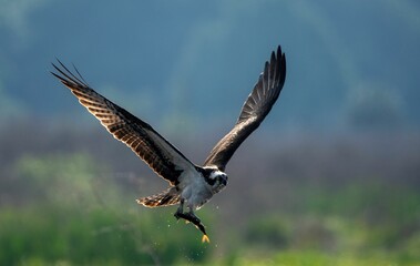 Obraz premium Closeup of an osprey flying in the air with blurred background