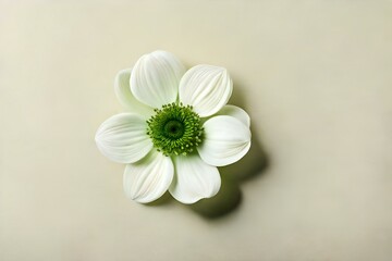 white daisy flower