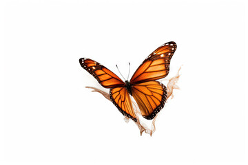 Fototapeta na wymiar Butterfly with colorful wings isolated on white. Generative AI.