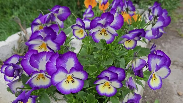Multicolored pansy flower in garden