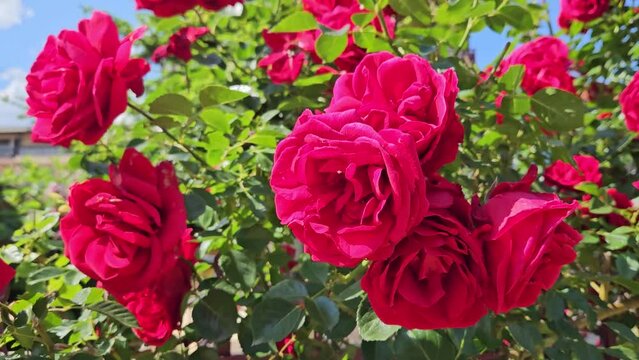 Blooming rose bush with many beautiful crimson flowers, close up