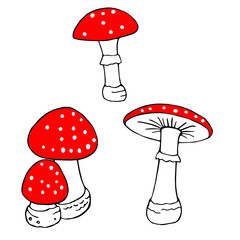 amanita fly agaric set black and white linear image for coloring