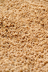 closeup the bunch brown color wheat berries grains soft focus natural red brown background.
