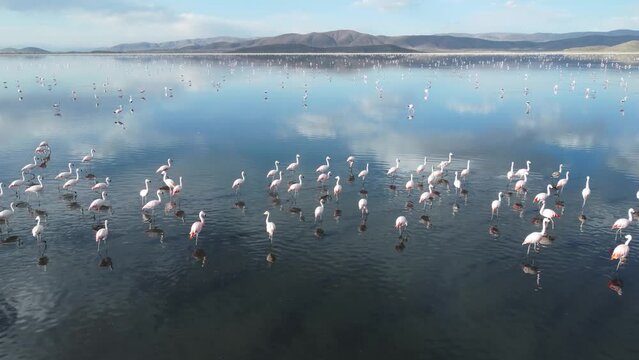 4k drone footage of flamingos in Uru Uru Lake, Oruro Bolivia