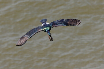 Flying Pelagic cormorant