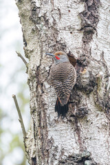 northern flicker woodpecker
