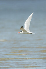 Fototapeta na wymiar Caspian tern bird