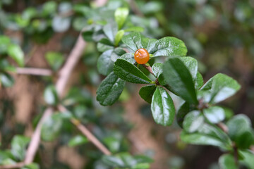 A Philippine tea tree tiny ripen fruit grown on a twig